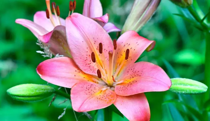 Asiatic Lily