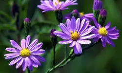 Aster Flower Care and Growing Guide with Top Tips