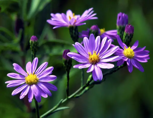 Aster Flower