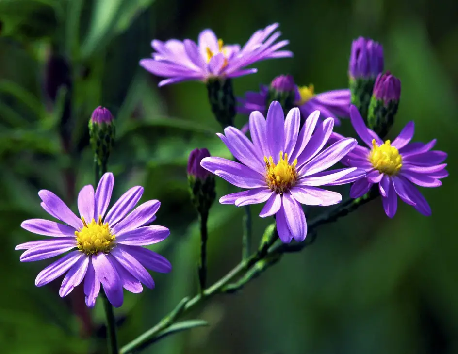 Aster Flower