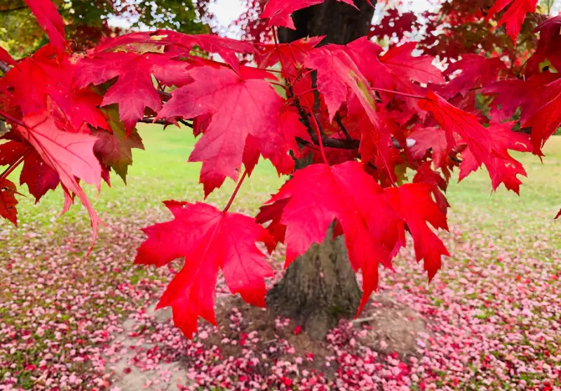 Autumn Blaze Maple