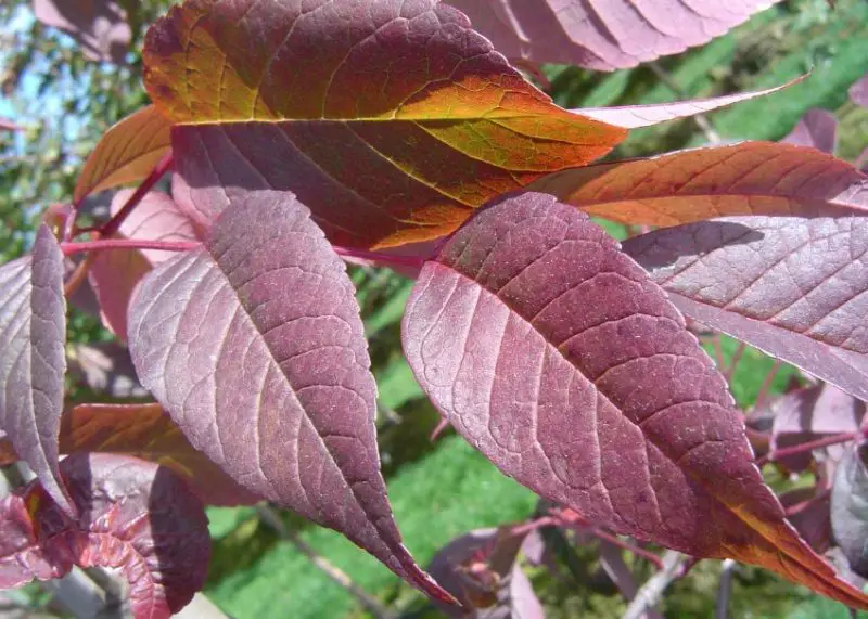 Types of Ash Trees