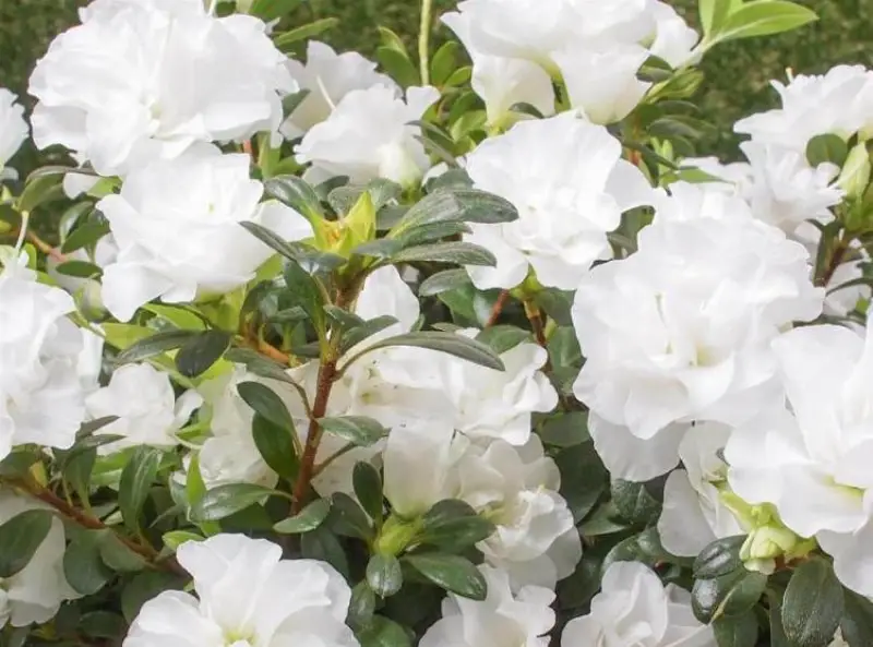 Types of White Flowers