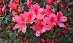 Azalea Tree Care and Growing Guide for Outdoors (Most Detailed)