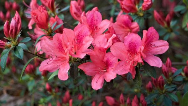 Azalea Tree