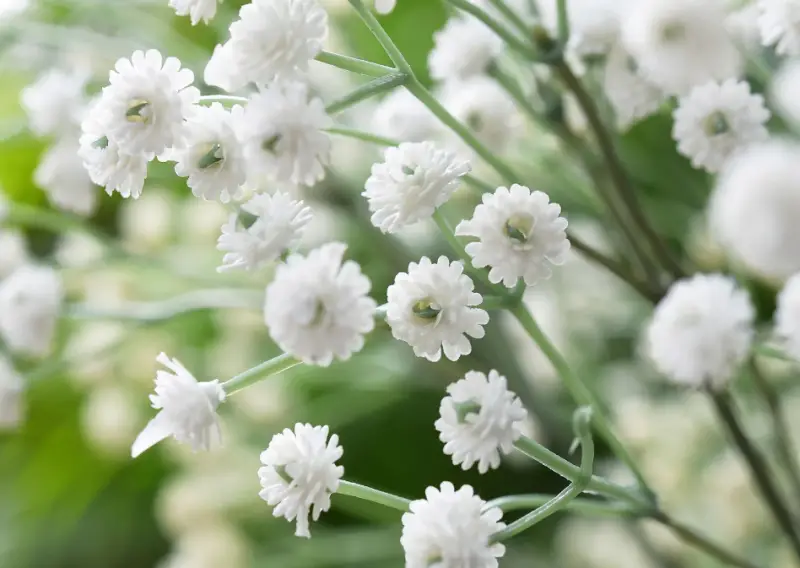 Types of White Flowers