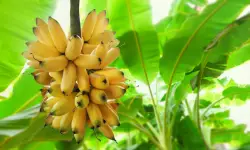 Banana Plant Care and Growing Guide with Ultimate Tips