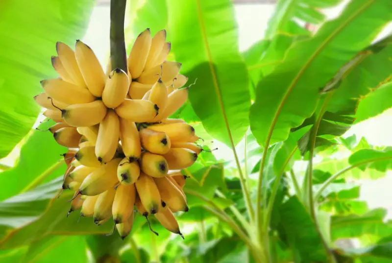 Banana Plant