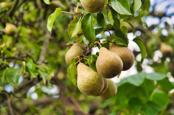 Types of Pear Trees