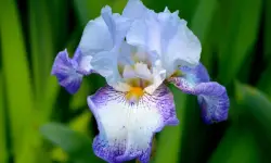 Bearded Iris Care and Growing Guide with Ultimate Tips