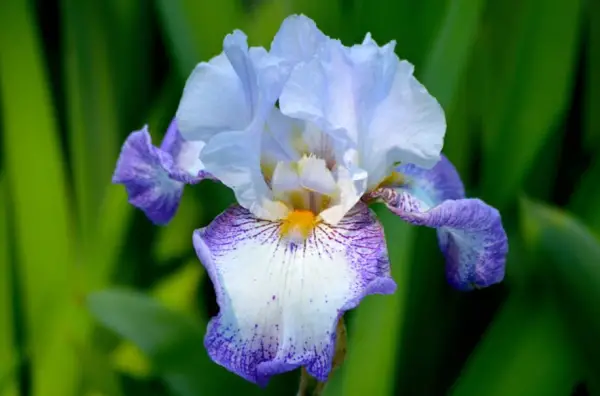 Bearded Iris