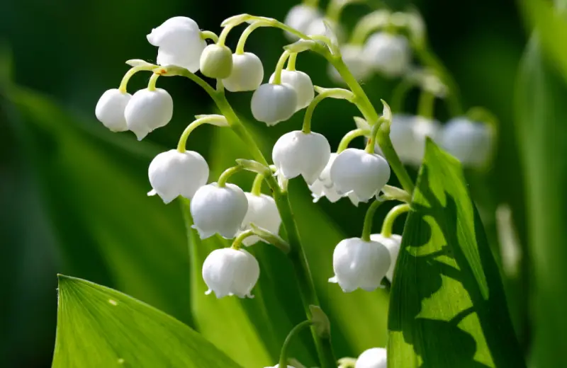 Types of White Flowers