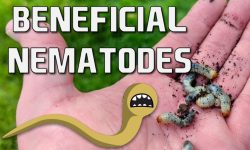 Beneficial Nematodes: All You Need to Know for Gardening