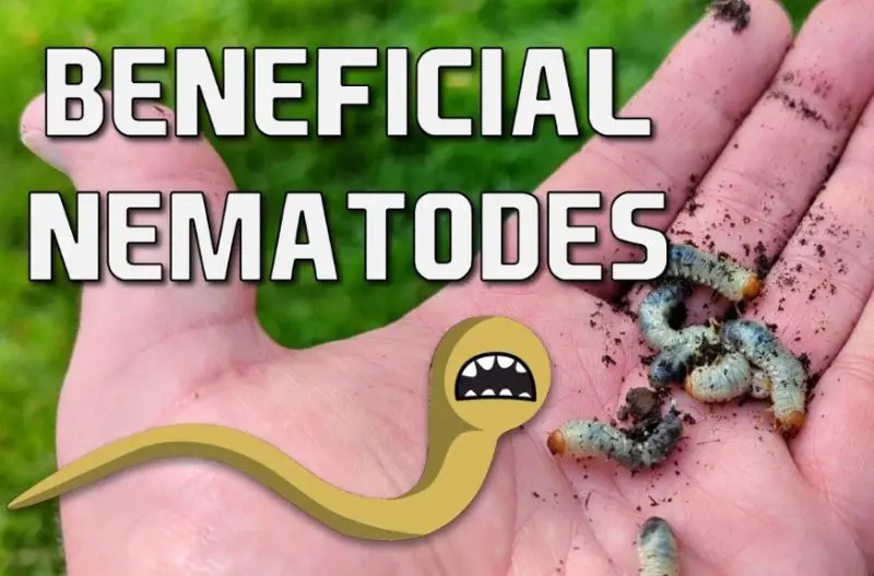 Beneficial Nematodes