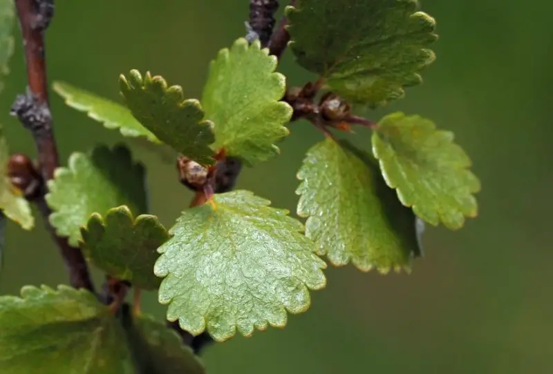 Birch Tree Leaves