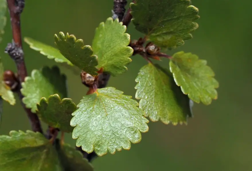 18 Types of Birch Trees (Leaves Identification with Pictures)