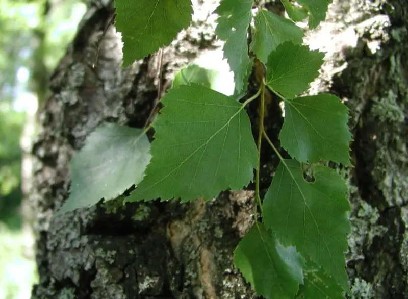 Types of Birch Trees