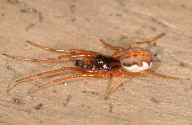 Tiny Red Spiders