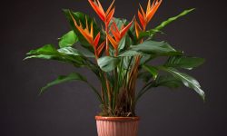 Bird of Paradise Plant Care and Growing Guide (Most Detailed)