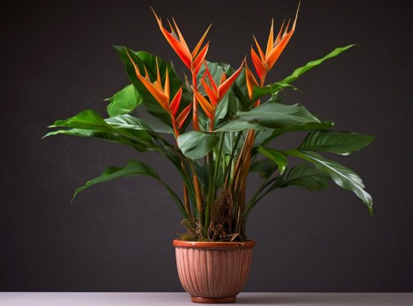 Bird of Paradise Plant Care