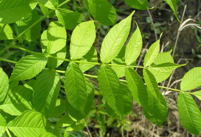 Ash Tree Leaves