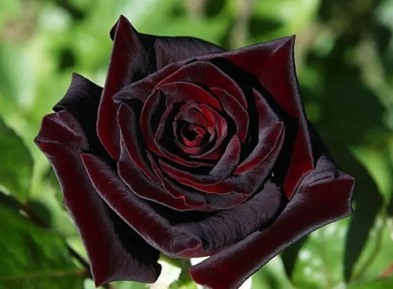 black flower