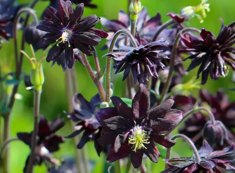 black flower