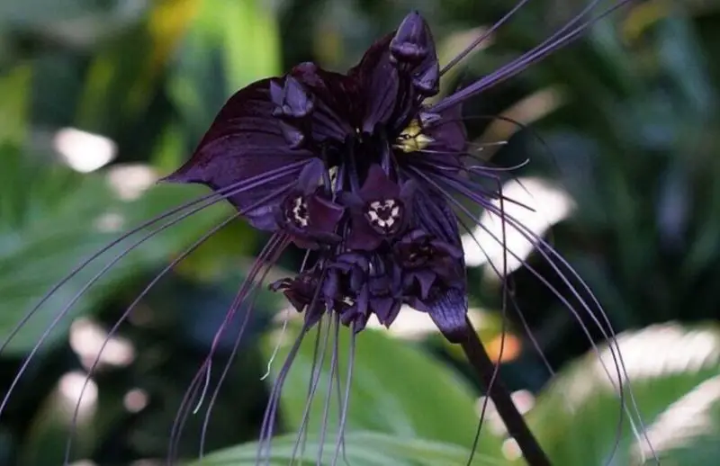 black flower