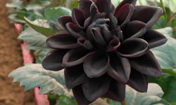 Black Dahlia Flower Care and Growing Guide with Ultimate Tips