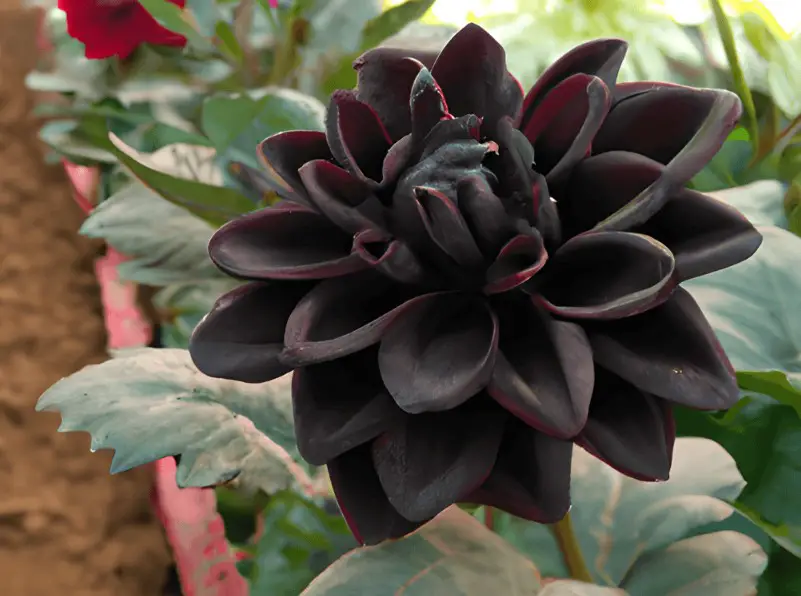 Black Dahlia Flower