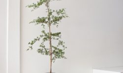 Black Olive Tree Care and Growing Guide (Most Detailed)