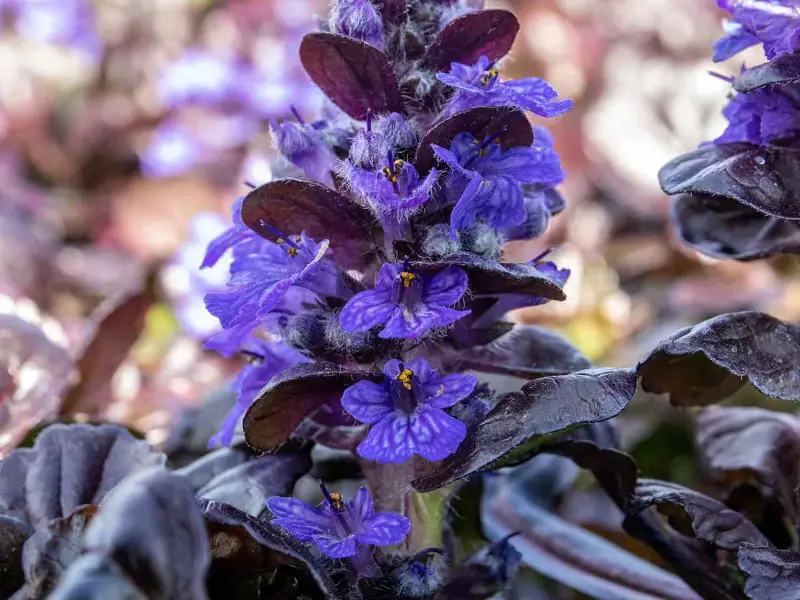 Small Purple Flowers