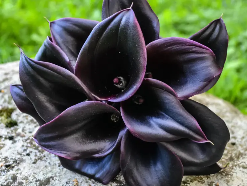 black flower