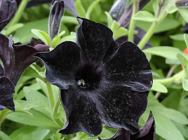 black flower