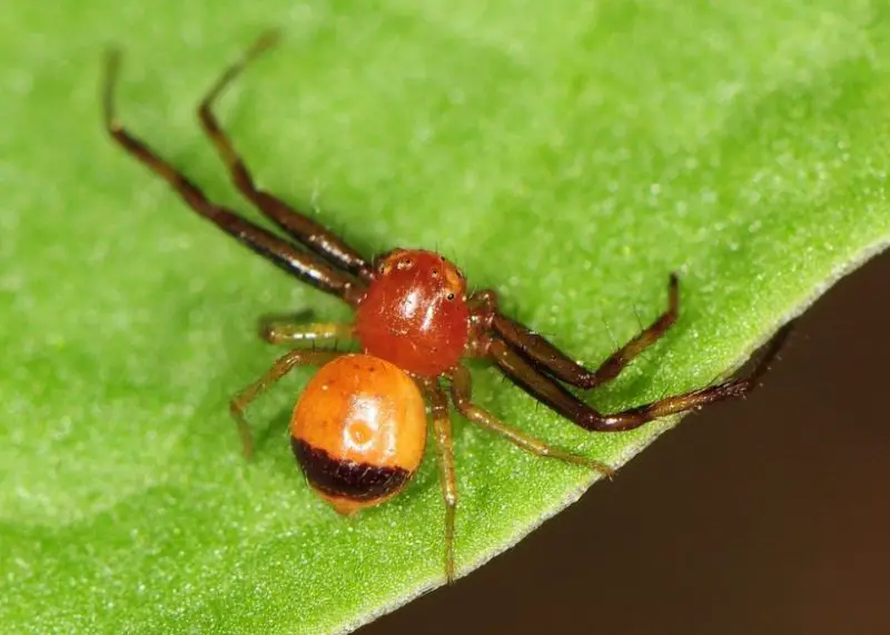 Tiny Red Spiders