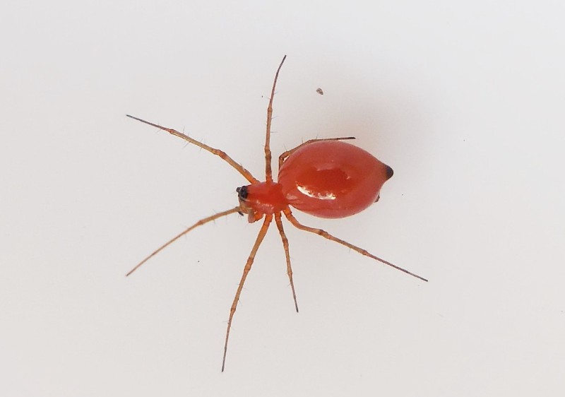 Tiny Red Spiders