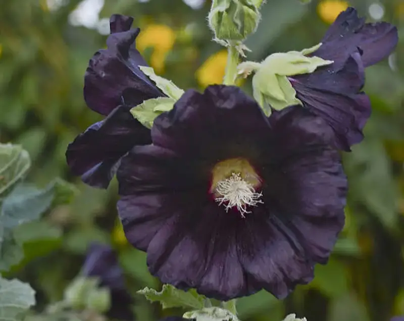 black flower