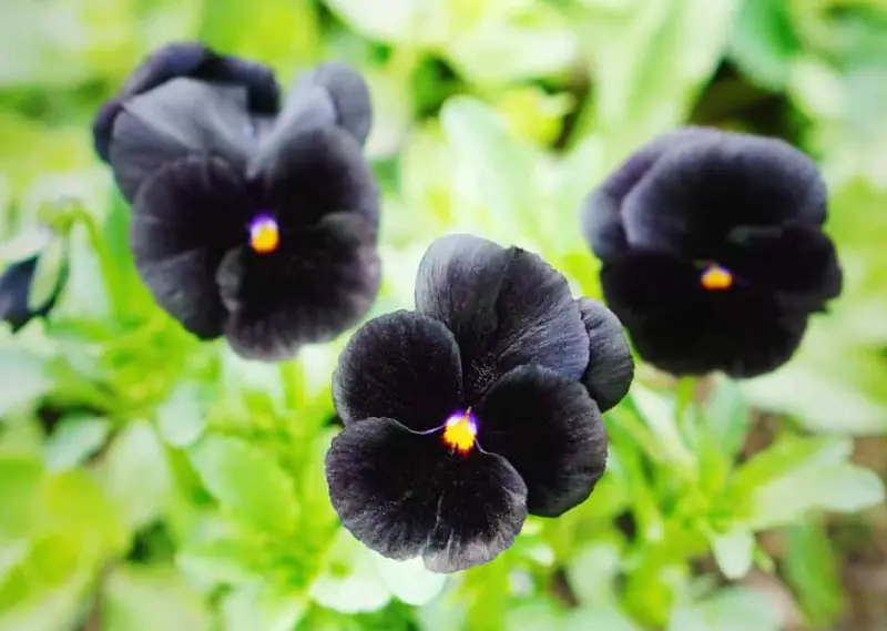 black flower