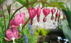 Bleeding Heart Flower Care and Growing Guide with Ultimate Tips