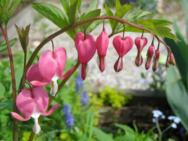 Bleeding Heart Flower