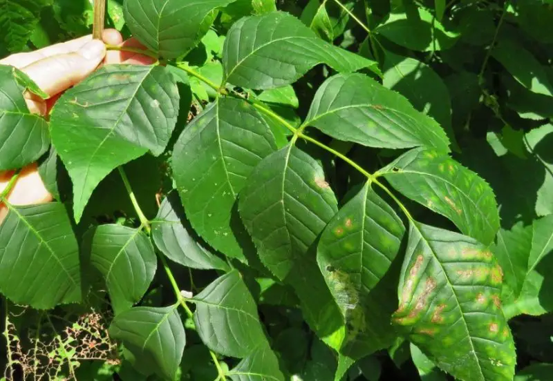 Ash Tree Leaves