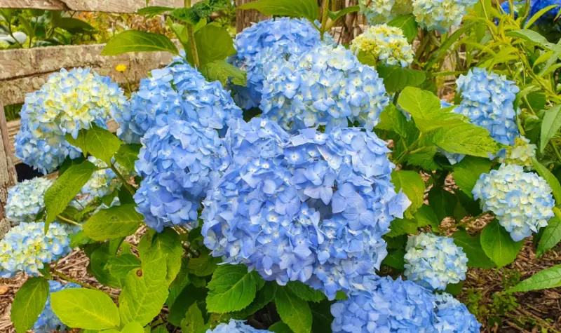 Blue Hydrangea