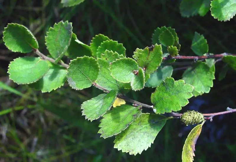 Birch Tree Leaves