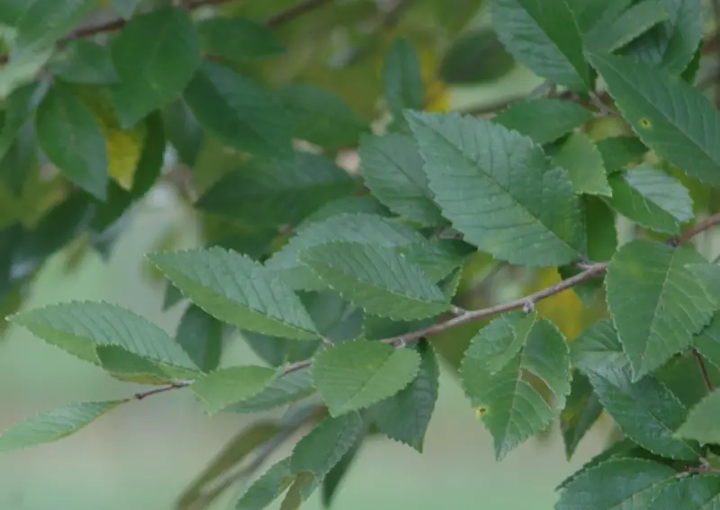 Types of Elm Trees