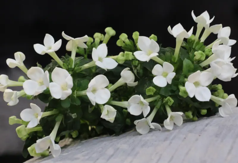 Types of White Flowers