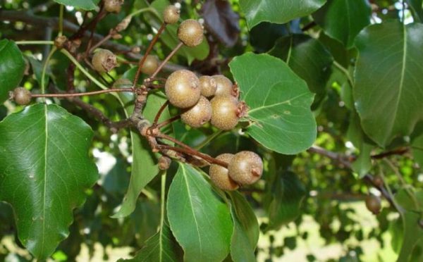 Types of Pear Trees