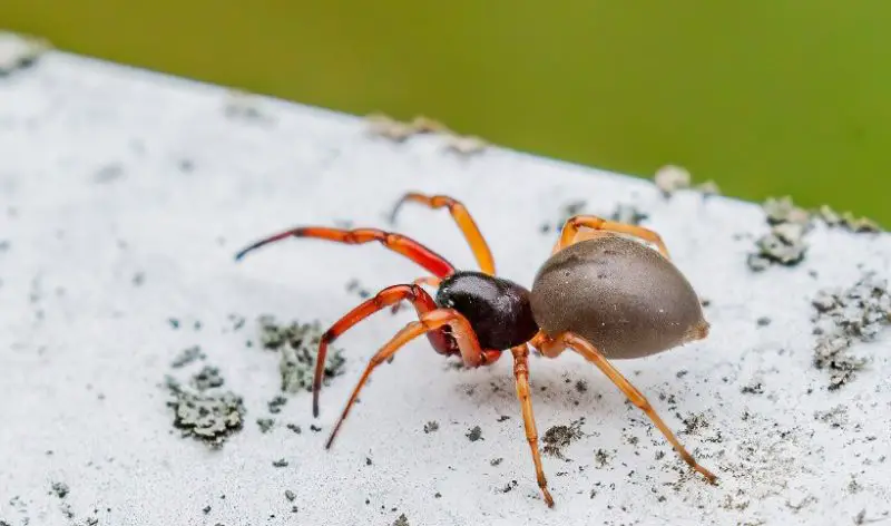 Tiny Red Spider