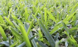 Buffalo Grass Care and Growing Guide (Most Detailed)