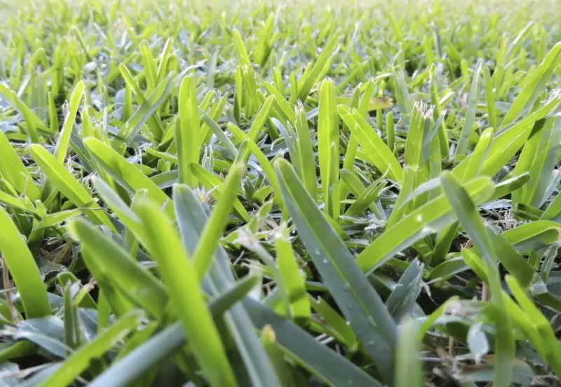 Buffalo Grass