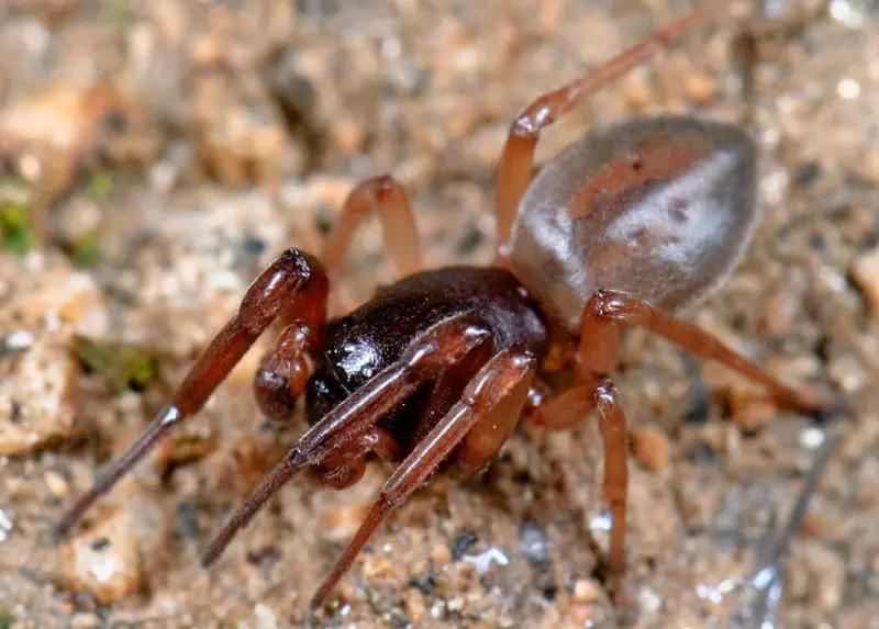 Tiny Red Spiders